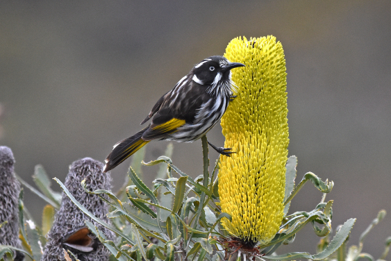 一隻黃翅澳吸蜜鳥 (Phylidonyris novaehollandiae) 在西澳州的佛塔樹上棲息。
圖片攝影：Gerald Allen (麥考利圖書館340326621)。